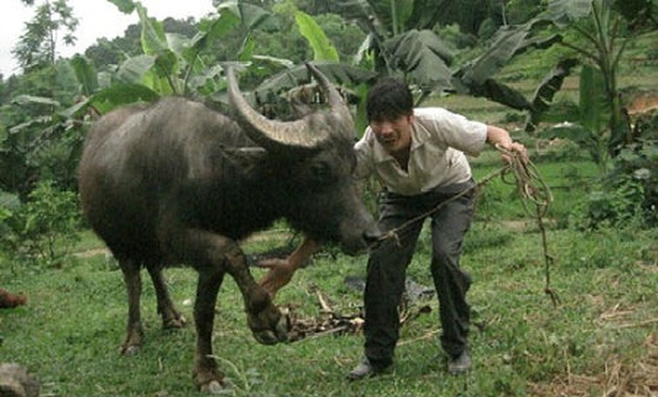 "Kỳ nhân" miễn nhiễm điện, huấn luyện trâu đá bóng