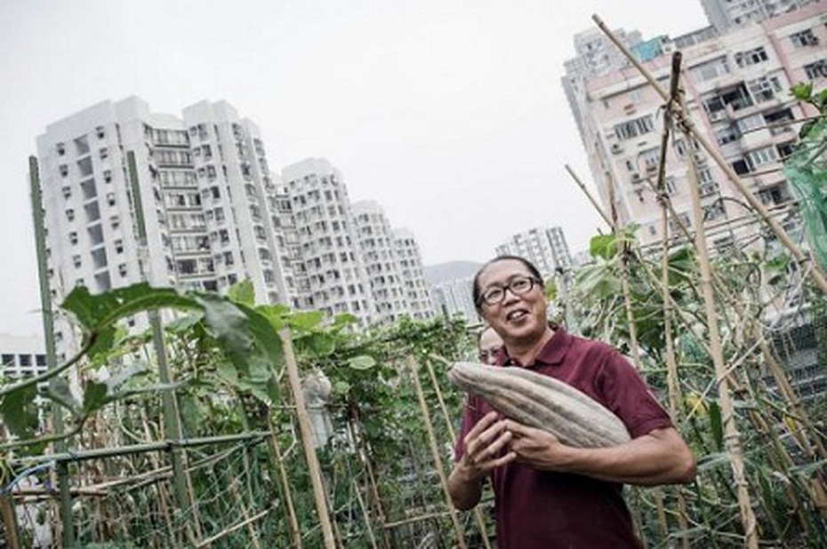 Trồng rau trên nóc nhà ở Hong Kong