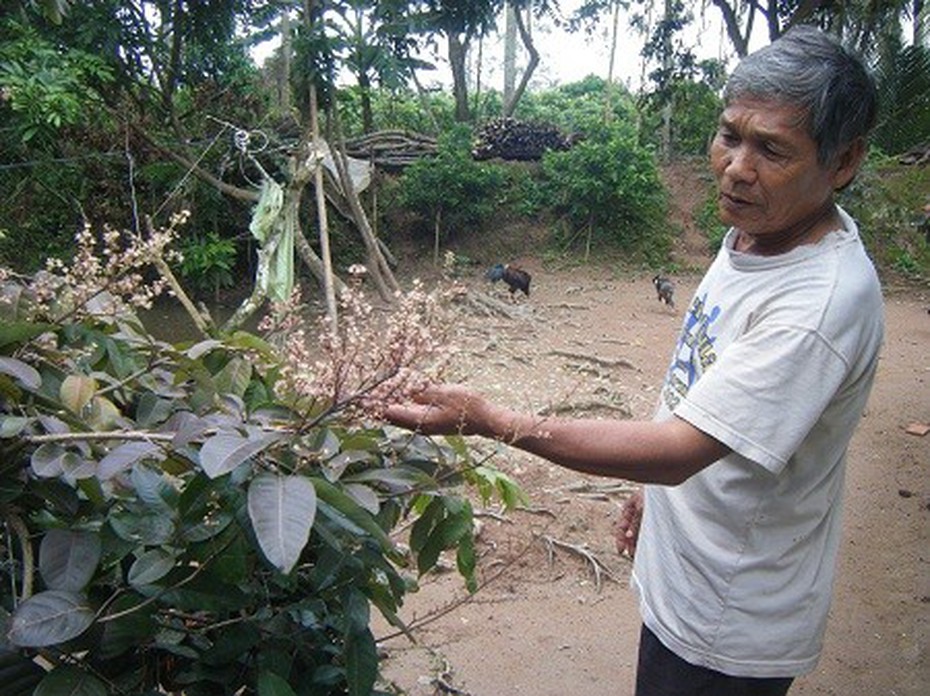 Sốt với giống nhãn tím “lạ” chỉ có ở Việt Nam