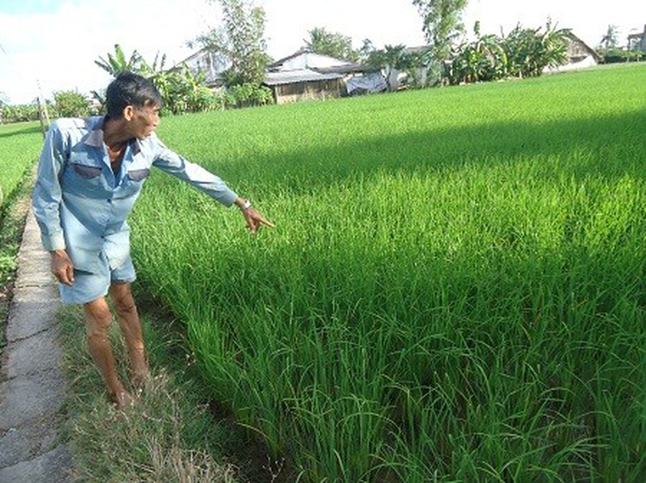 Tràn ngập gạo Nàng Thơm chợ Đào giả