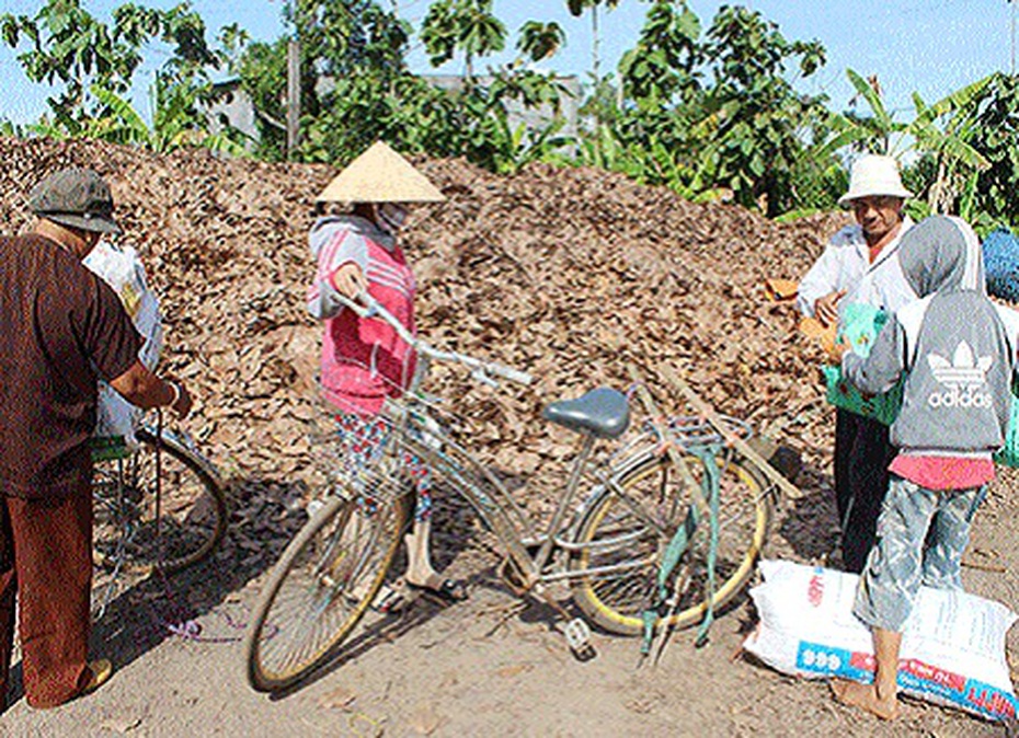 Đổ xô gom lá điều khô bán dù "không biết để làm gì"