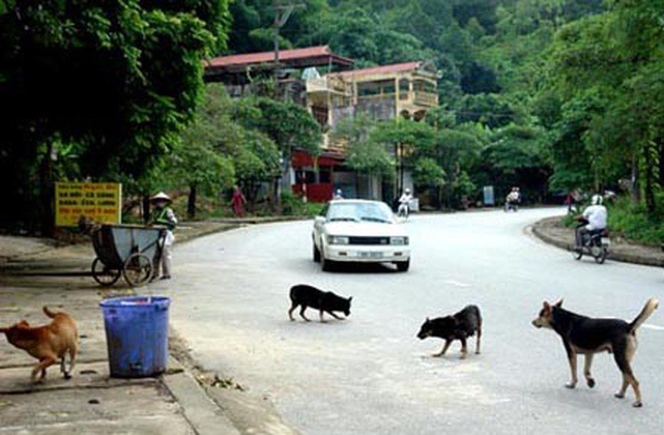 Tranh cãi xung quanh chuyện cấp số cho chó, mèo