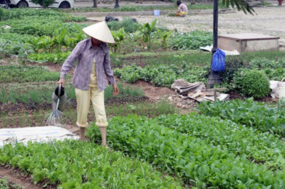 Dân đô thị đua nhau trồng rau sạch tại gia