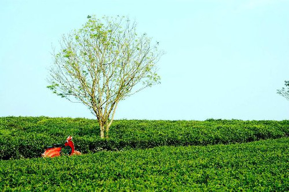 Chiều cao nguyên tràn ngập hoa và gió