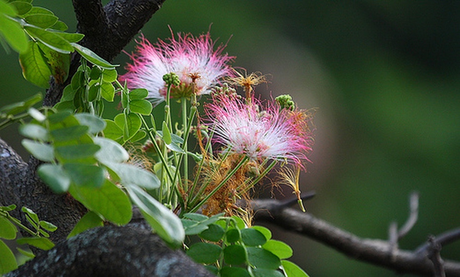 Cây Đậu Mưa