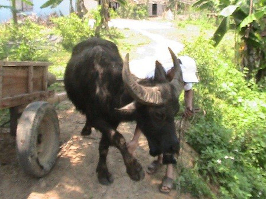 Gặp mặt kỳ nhân ngậm điện, thuần phục trâu dữ