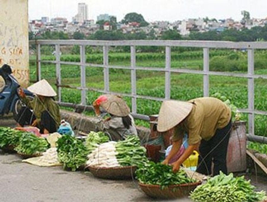 Người phố đổ về quê thuê đất trồng rau, nuôi lợn