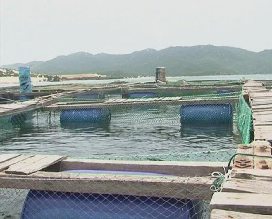 Người dân điêu đứng vì tôm hùm