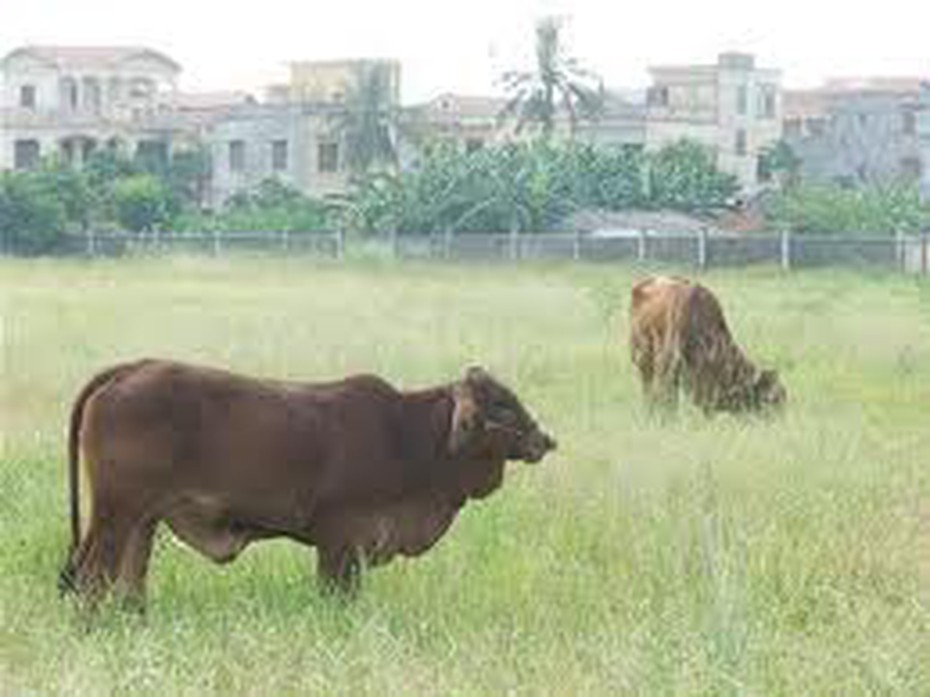 Siêu trộm dùng ô tô để đi ăn trộm trâu bò