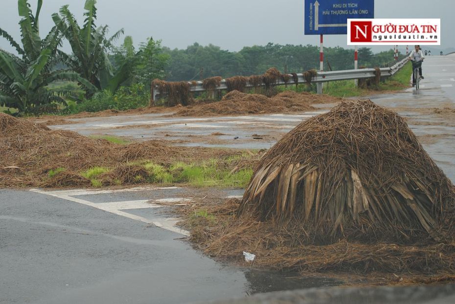 Rơm rạ, mạ non mọc đầy trên đường Hồ Chí Minh