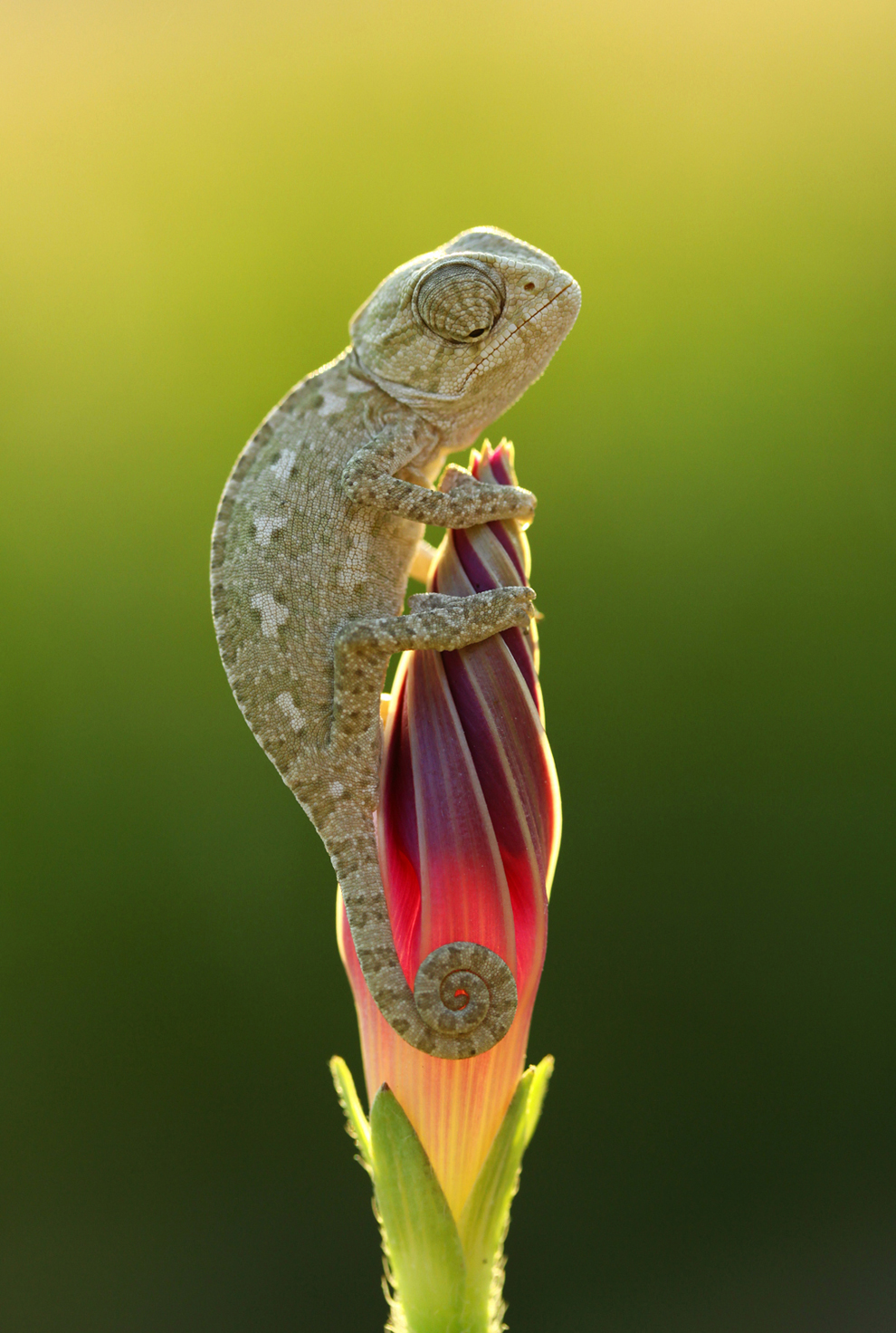 Việt Nam Xanh - Hình ảnh xuất sắc từ cuộc thi National Geographic (Hình 5).