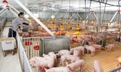 Đại gia chăn nuôi Bắc Ninh lãi gần 5 tỷ đồng mỗi ngày