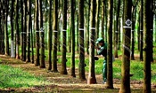 Cao su Phước Hòa lãi gần 500 tỷ đồng sau 9 tháng