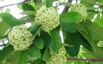 Tác dụng chữa bệnh tuyệt vời từ hoa sữa ít người biết đến