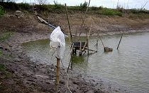 Vệ sinh đầm tôm, 2 công nhân bị điện giật thương vong