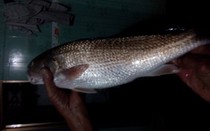 Bi hài chuyện bắt cá quý 'tiền tỷ', dân chỉ bỏ tủ lạnh không dám ăn