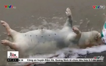 Thịt lợn chết hóa… lợn Mán: Ăn bẩn thành quen, kẻ hèn nghĩ vậy!