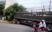 Xe tải chở trâu bò đâm sập nhà dân, 3 người thương vong