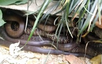 Clip: Thanh niên tay không bắt rắn hổ mang trong vườn nhà