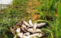 Đã tìm ra nguyên nhân cá lồng nuôi chết trên sông Bồ ở Huế