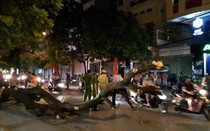 Hải Phòng: Cây cổ thụ mục ruỗng đổ xuống đường gây ùn tắc giao thông