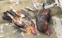 Triệt xóa 2 tụ điểm đá gà, ăn thua bằng tiền