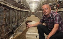 Anh nông dân nuôi con "phàm ăn, mắn đẻ", mỗi năm đút túi 3 tỷ đồng