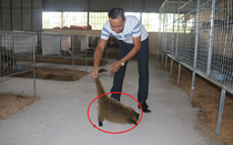 Cãi vợ nuôi đặc sản "dân nhậu thích mê", anh nông dân kiếm hàng tỷ đồng mỗi năm