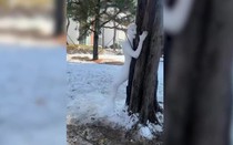 Hình ảnh người tuyết ôm cây tại Hàn Quốc gây "bão" mạng xã hội