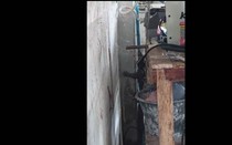 Vào bếp, chủ nhà tái mặt khi phát hiện "vị khách không mời"