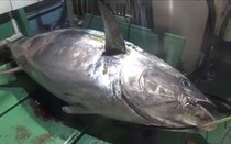 Ngư dân câu được con cá ngừ khổng lồ nặng 400kg, giá 63 tỷ đồng