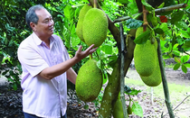 Giá nông sản 26/7: Giá mít Thái tăng cao, cao su đà giảm