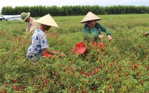 Giá nông sản 12/8: Giá ớt chỉ thiên tăng mạnh, cao su biến động trái chiều
