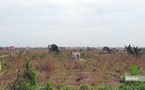 Vùng trồng "táo muối" Bàng La (Hải Phòng): Còn gốc cây là còn hi vọng