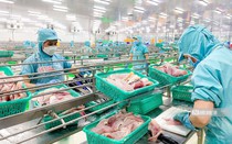 Thăng trầm nửa đầu năm, xuất khẩu cá tra vẫn có kỳ vọng tăng trưởng