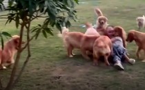 Cô gái trẻ nhận kết đắng khi trêu chọc đàn chó