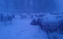 Khoảnh khắc đàn bò "chống chọi" với bão tuyết gây xúc động