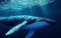 Sinh vật lớn nhất trên trái đất, có lưỡi nặng bằng một con voi