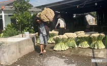 Nông dân huyện đảo Tiền Giang thoát nghèo nhờ loài cỏ công dụng "thần kỳ" với sức khỏe