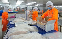 Cổ phiếu ANV của Thủy sản Nam Việt bật tăng sau tin vui từ cổ tức