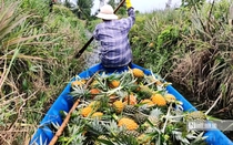 Đặc sản nức tiếng miền Tây mọc tại vùng đất ‘thừa phèn, thiếu ngọt’.”