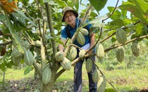 Sản xuất ca cao bền vững, bước đi tiên phong hướng tới thị trường tín chỉ carbon