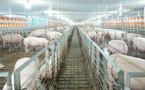 Lợi nhuận BAF lao dốc trước áp lực chi phí và giá heo