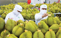 Vượt thiên tai, nông nghiệp Việt Nam tăng tốc về đích 70 tỷ USD
