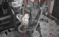 Người phụ nữ dùng tay không tóm gọn trăn khủng tấn công mèo