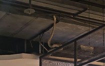 Nhìn lên trần nhà, người dân sợ hãi bỏ chạy khi thấy cảnh đáng sợ