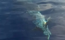 Nhìn xuống nước ngư dân rùng mình phát hiện thứ đáng sợ