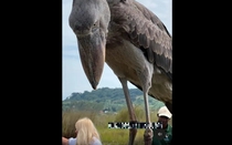 Loài chim khổng lồ giống khủng long bất ngờ xuất hiện trên thuyền ở châu Phi