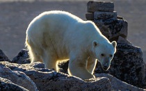 Người đàn ông ra đi mãi mãi khi cố gắng chụp ảnh gấu Bắc Cực