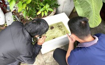 Đà Nẵng: Ca sốt xuất huyết tăng 37% chỉ trong một tuần